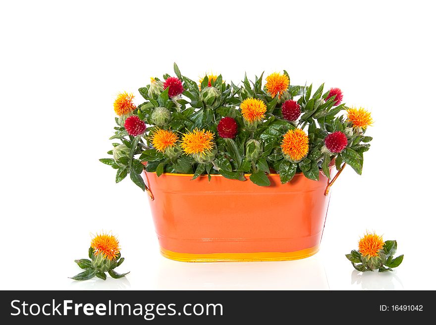 Red orange flower bouquet in a iron vase isolated on white background