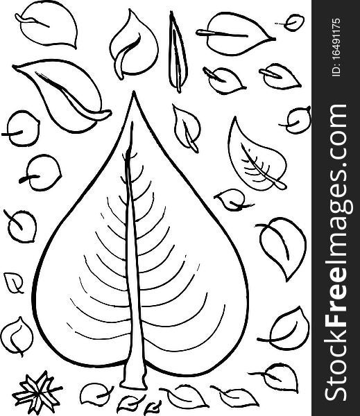 Vector illustration of a collection of leaves. Vector illustration of a collection of leaves