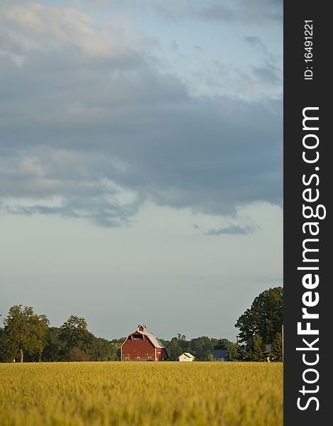 Red barn in a field of wheat. Red barn in a field of wheat