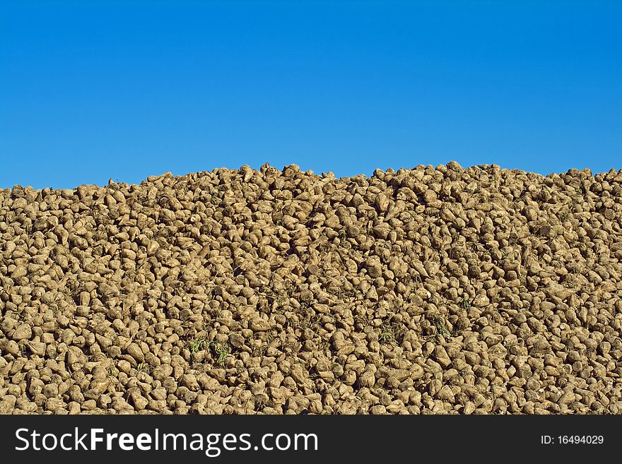 Pile of harvested sugar beets against the blue cloudless sky