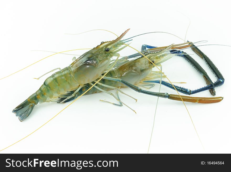 Giant river prawn isolated on white background.