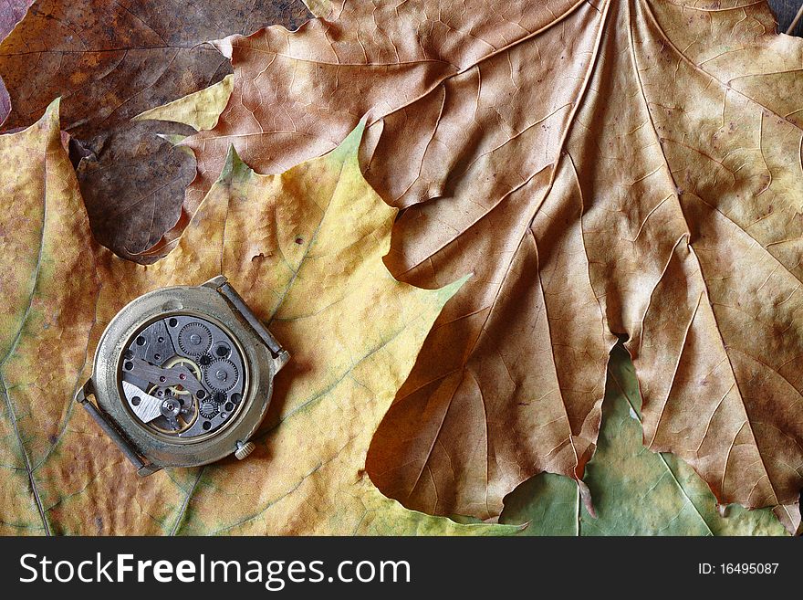 Old watch with open mechanism lying on dry maple leaves background. Old watch with open mechanism lying on dry maple leaves background