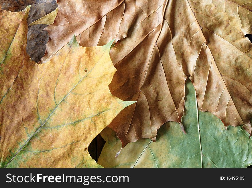 Dry Leaves Background