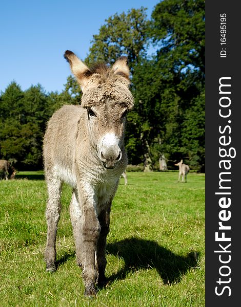 A sweet donkey foal is standing on green field. A sweet donkey foal is standing on green field