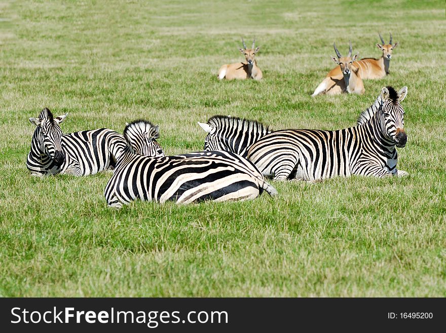 A group of zebras are resting in the green grass.
