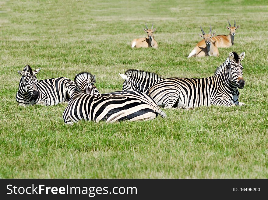 Group of zebras