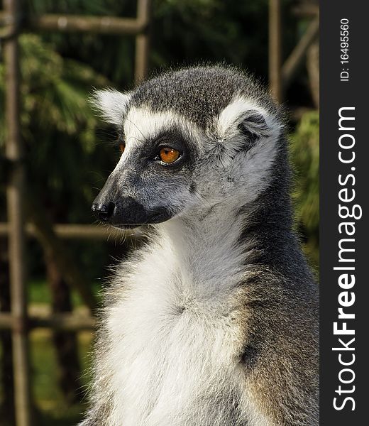 Portrait of a ring tailed lemur at the zoo