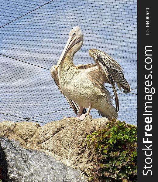 Pelican with waterfall in the zoo. Pelican with waterfall in the zoo