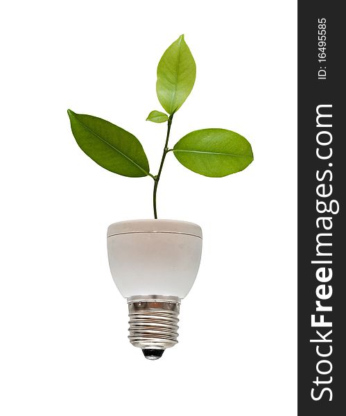 Tree growing from base of fluorescent lamp. Tree growing from base of fluorescent lamp