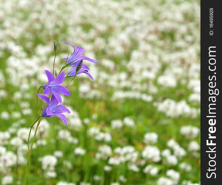 Blue Campanula