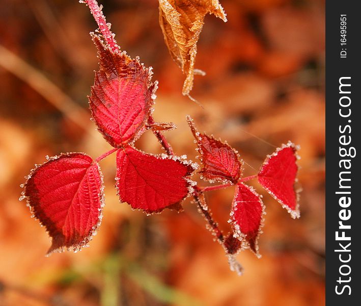 The leaves of autumn raspberry.