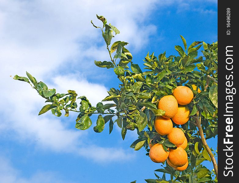 Close up of Branch with ripe oranges