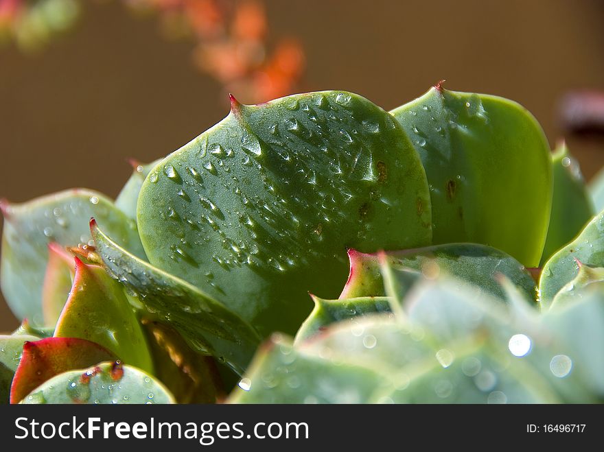 Drops on a succulent plant with thorns. Drops on a succulent plant with thorns