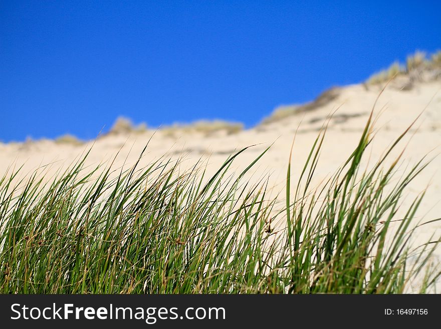 Grass in front of sandy dune in sunlight. Grass in front of sandy dune in sunlight