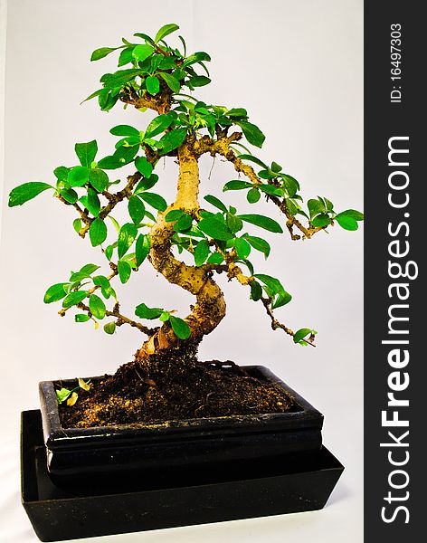 A small bonsay tree in a black pot. A small bonsay tree in a black pot