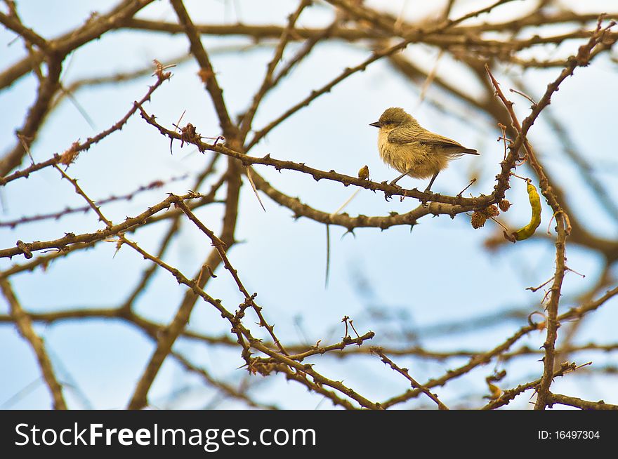 A Mouse-colored Penduline Tit in the thorny twigs of an acacia tree in Kenya. A Mouse-colored Penduline Tit in the thorny twigs of an acacia tree in Kenya.