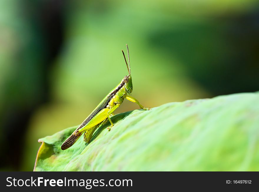 Grasshopper on leaf in garden, Thailand.