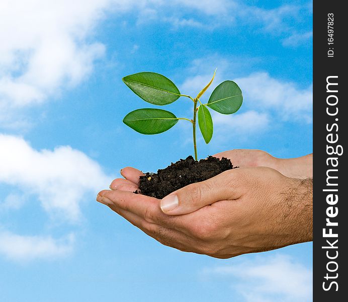 A sprout in hands as a symbol of nature protection