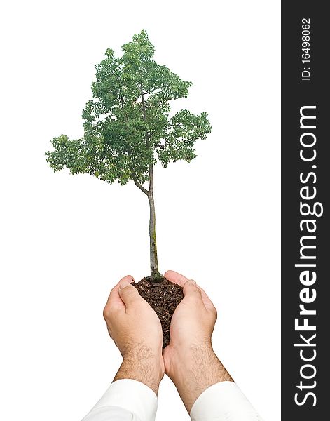 Tree s in hands as a symbol of nature potection. Tree s in hands as a symbol of nature potection