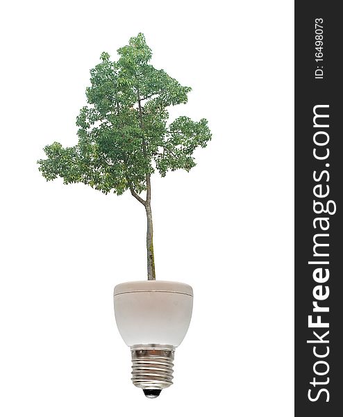 Tree growing from  fluorescent lamp