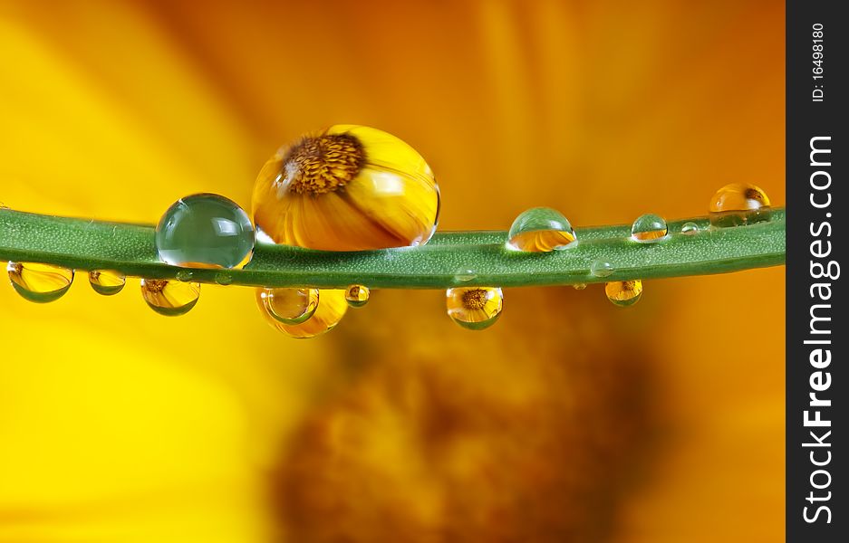 Pot Marigold Inside Dew Drops