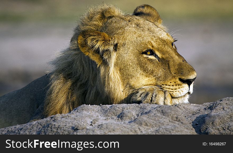 A Resting Lion
