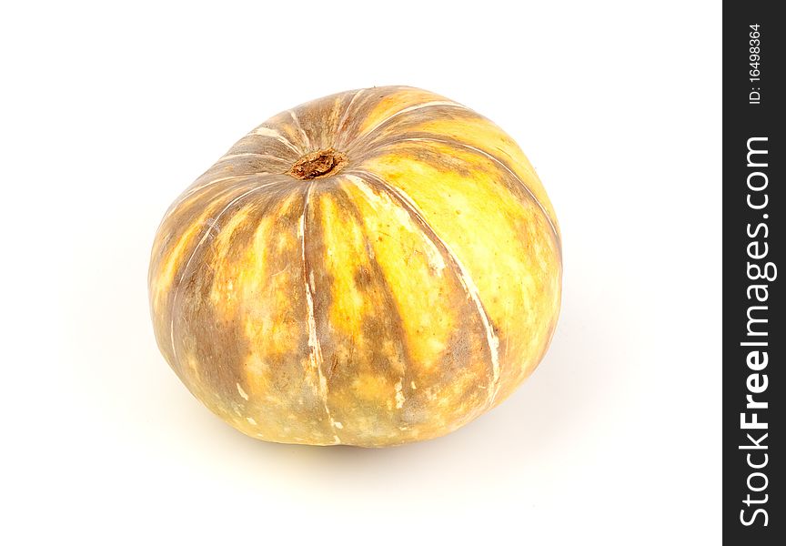 Single Fresh Pumpkin