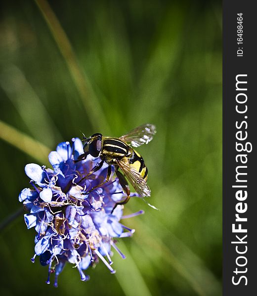 A wasp on a beautiful flower