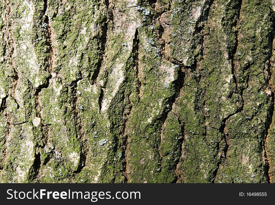 A tree trunk as background. A tree trunk as background