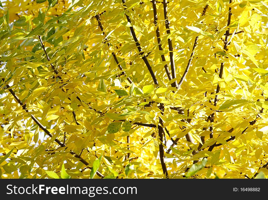 Texture of yellow autumn willow leaves. Texture of yellow autumn willow leaves