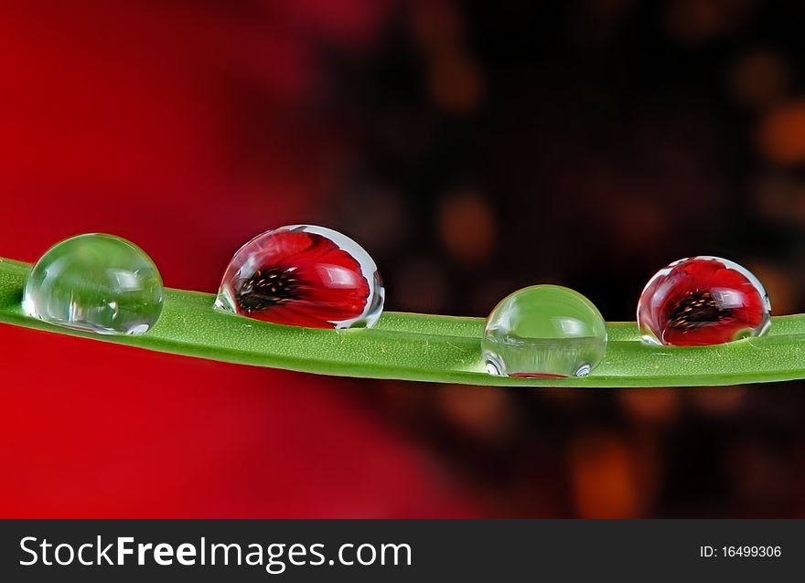 Water drops on grass blade  macro photography