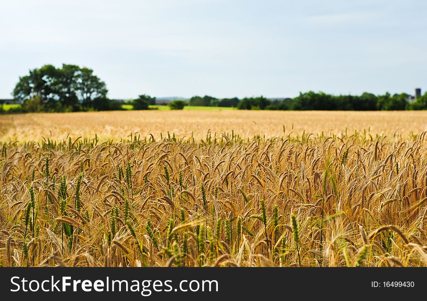 Wheat field in a rural area with out of focus trees