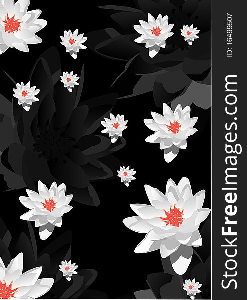 Background with white lily flowers