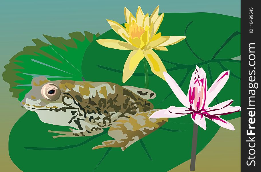 Illustration with green frog on leaf. Illustration with green frog on leaf