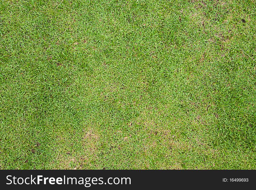 Close-up image of green grass
