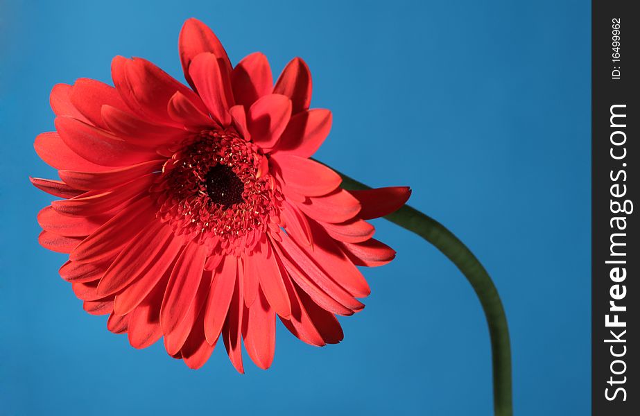 Beautiful red daisy flower on the blue background