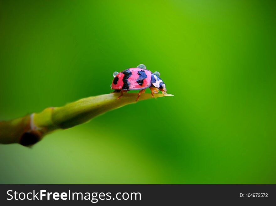 Ladybug on green stem