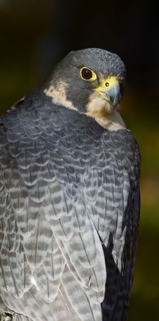 Peregrine Falcon (Falco Peregrinus) Looks Over Back Stock Photo Peregrine Falcon (Falco Peregrinus) Looks Over Back Stock Photo