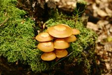 Free Fungus Royalty Free Stock Image - 1653726