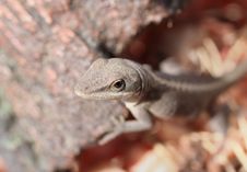 Cautious Lizard Stock Image Cautious Lizard Stock Image