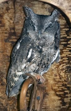 Eastern Screech Owl (Otus Asio) Glares From Inside Log Perch Stock Photos Eastern Screech Owl (Otus Asio) Glares From Inside Log Perch Stock Photos