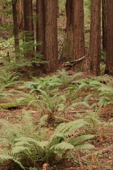 Muir Woods Royalty Free Stock Photo Muir Woods Royalty Free Stock Photo