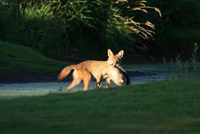 Coyote With Prey Royalty Free Stock Image Coyote With Prey Royalty Free Stock Image