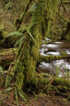 Munson Creek Rainforest Royalty Free Stock Photos