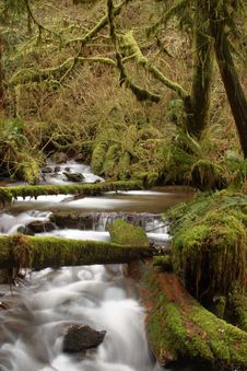 Munson Creek Rainforest Stock Photos Munson Creek Rainforest Stock Photos
