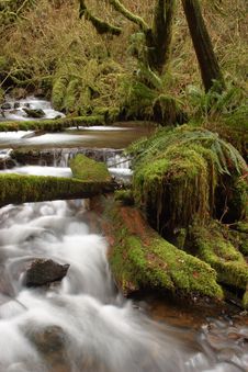 Munson Creek Rainforest Stock Images Munson Creek Rainforest Stock Images