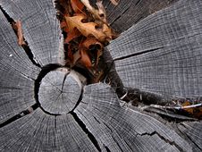 Stump Background Royalty Free Stock Photos Stump Background Royalty Free Stock Photos