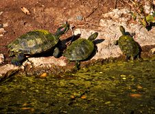 Turtles Royalty Free Stock Images Turtles Royalty Free Stock Images