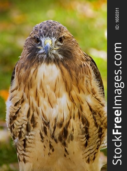Fluffed up Red-tailed hawk (Buteo jamaicensis) stares - focus on beak - captive bird