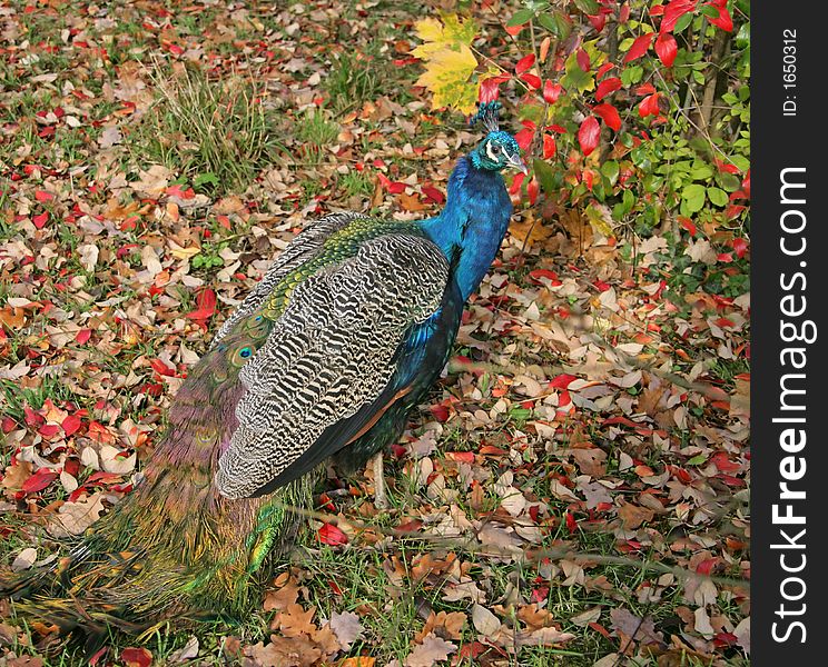 Peacock 7
